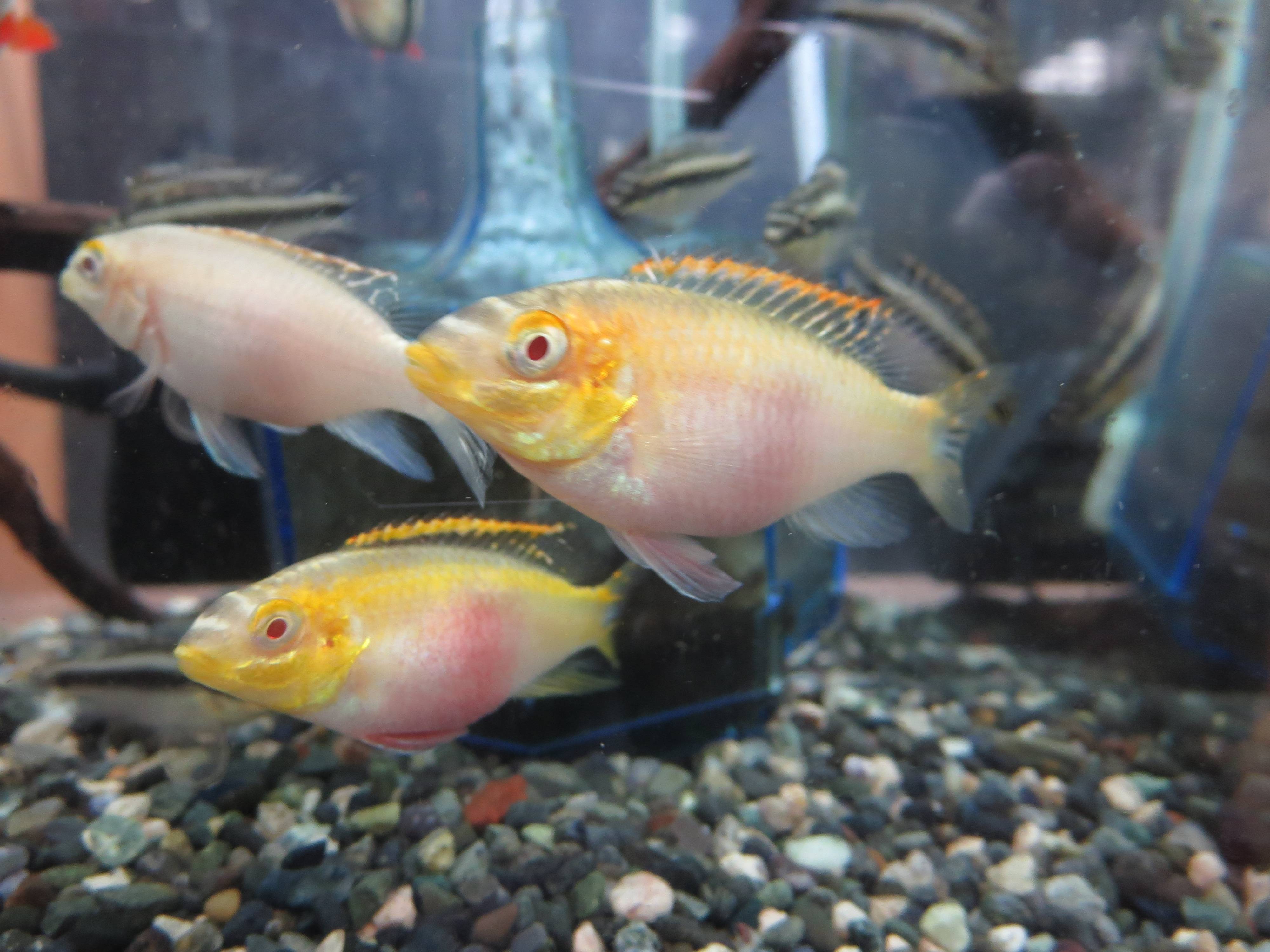 アルビノ・ぺルヴィカクロミス・プルケール アルビノ・ぺルヴィカクロミス・プルケール