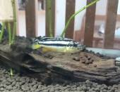 イエローストライプ・シクリッド イエローストライプ・シクリッド