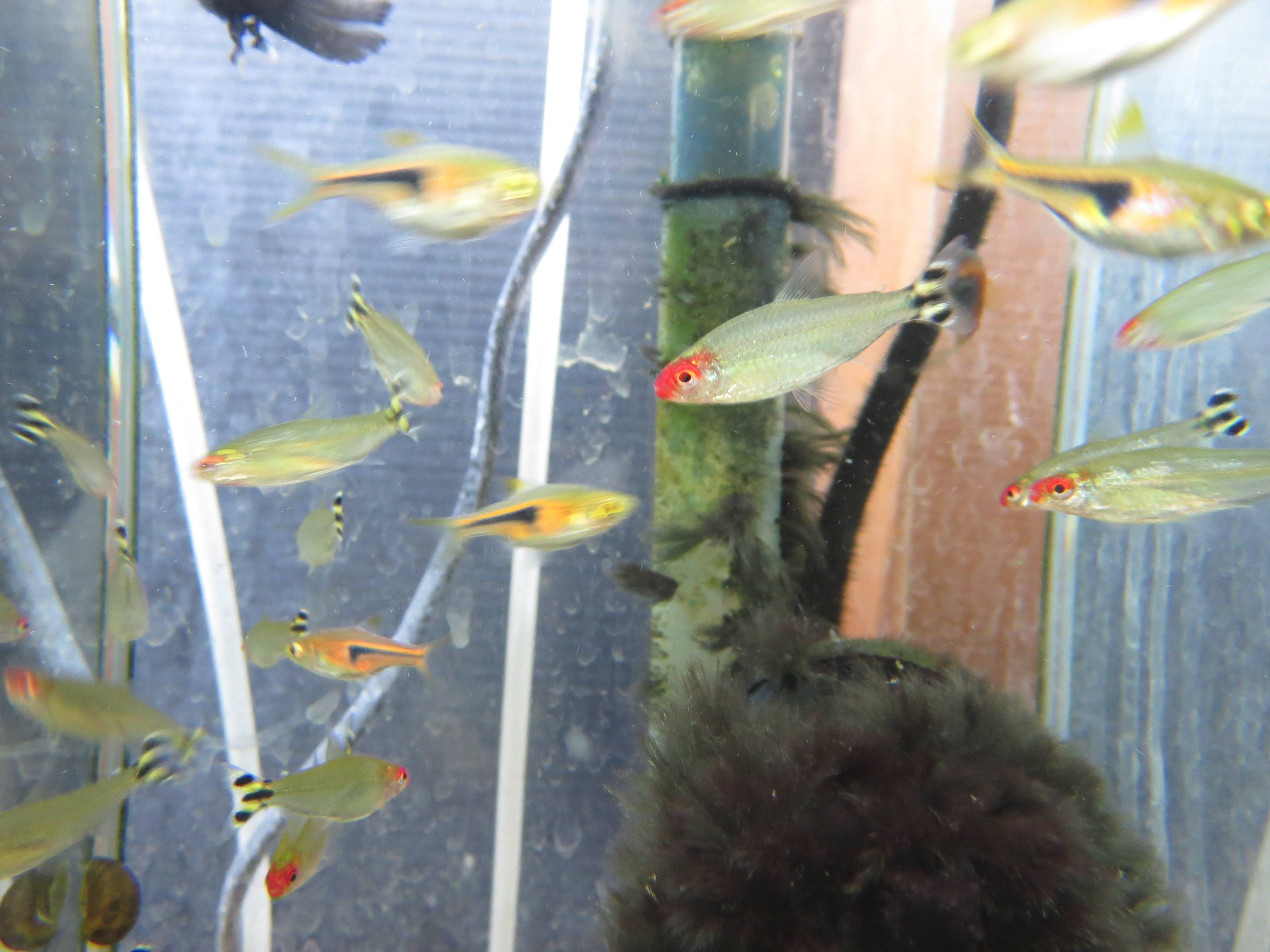 ネオンテトラ ネオンテトラ