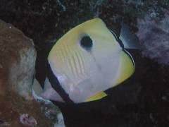 イッテンチョウ.jpg イッテンチョウ.jpg