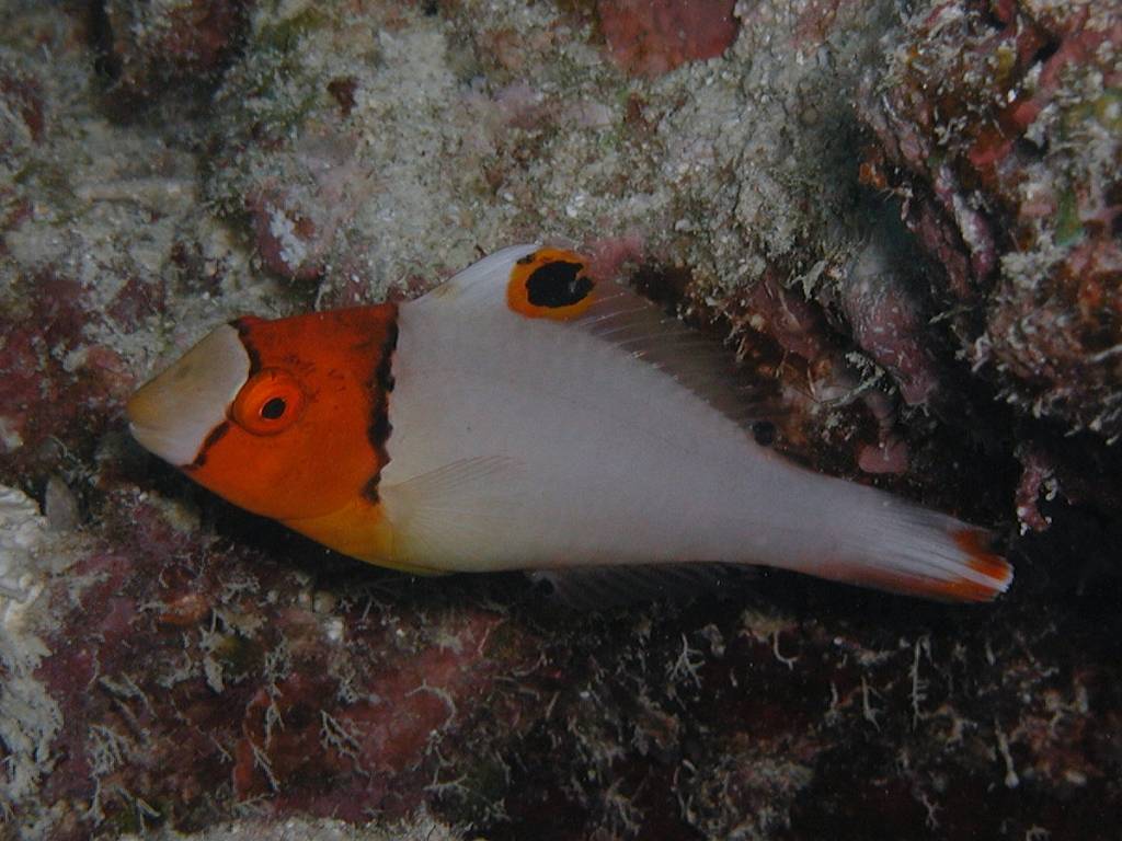 イロブダイ イロブダイ