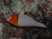 イロブダイ.jpg イロブダイ.jpg