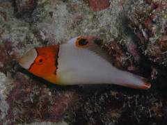 イロブダイ.jpg イロブダイ.jpg