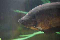 4984462D-C1EF-4FD2-90DE-1833049C3FAA.jpeg 4984462D-C1EF-4FD2-90DE-1833049C3FAA.jpeg