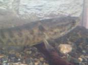 Picture032212_133026.jpg Picture032212_133026.jpg