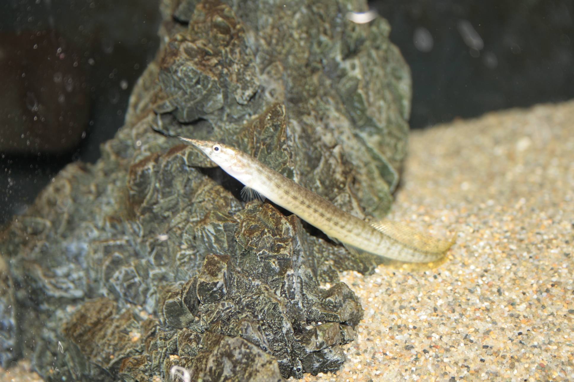 インド・グリーン・スパイニーイール インド・グリーン・スパイニーイール