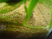 インド・グリーン・スパイニーイール インド・グリーン・スパイニーイール