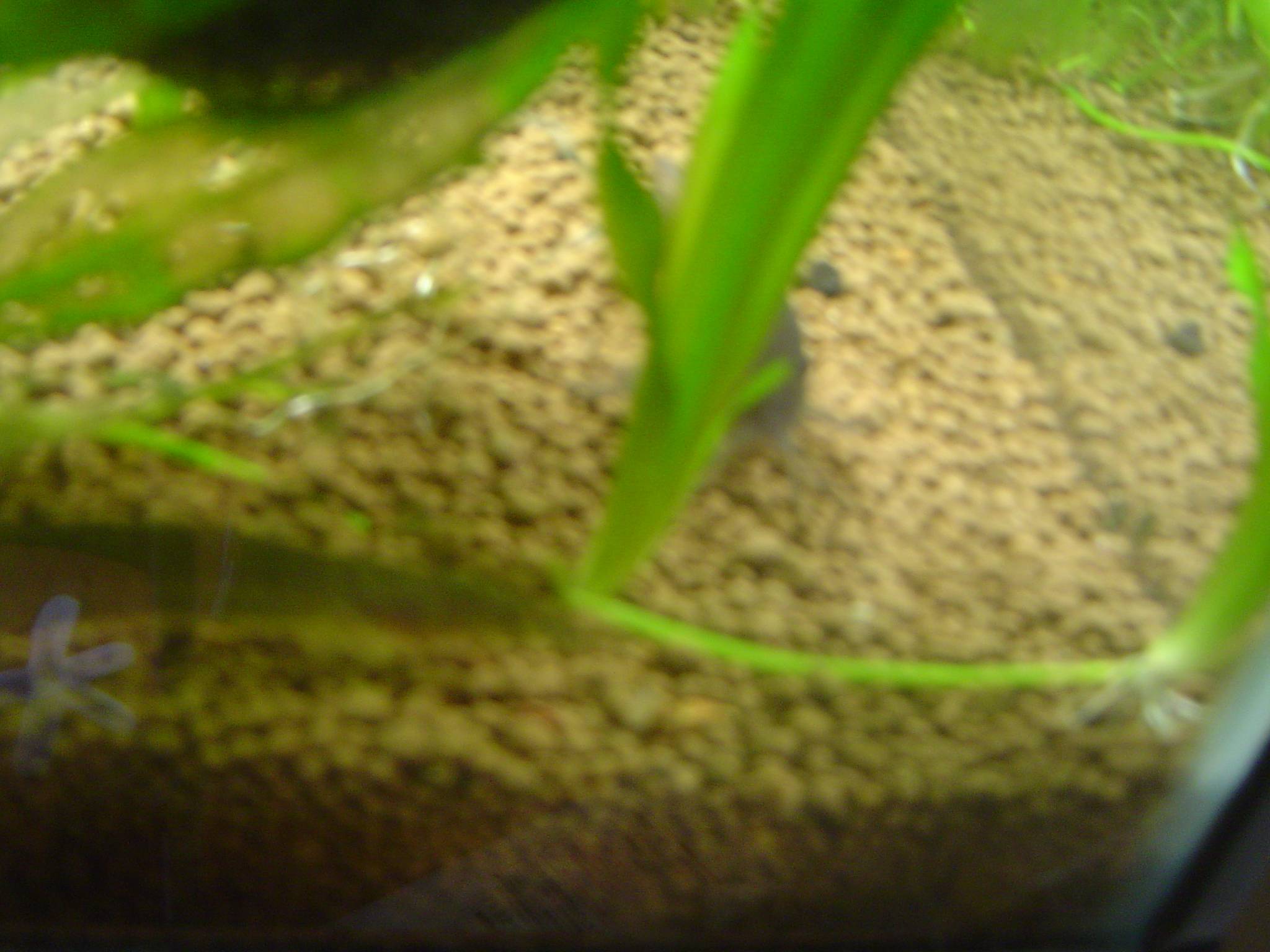 インド・グリーン・スパイニーイール インド・グリーン・スパイニーイール