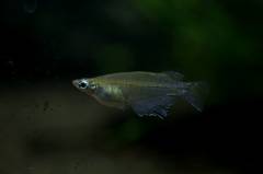 IMGP1657.jpg IMGP1657.jpg