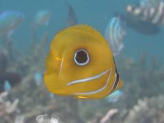 ウミヅキチョウ.jpg ウミヅキチョウ.jpg