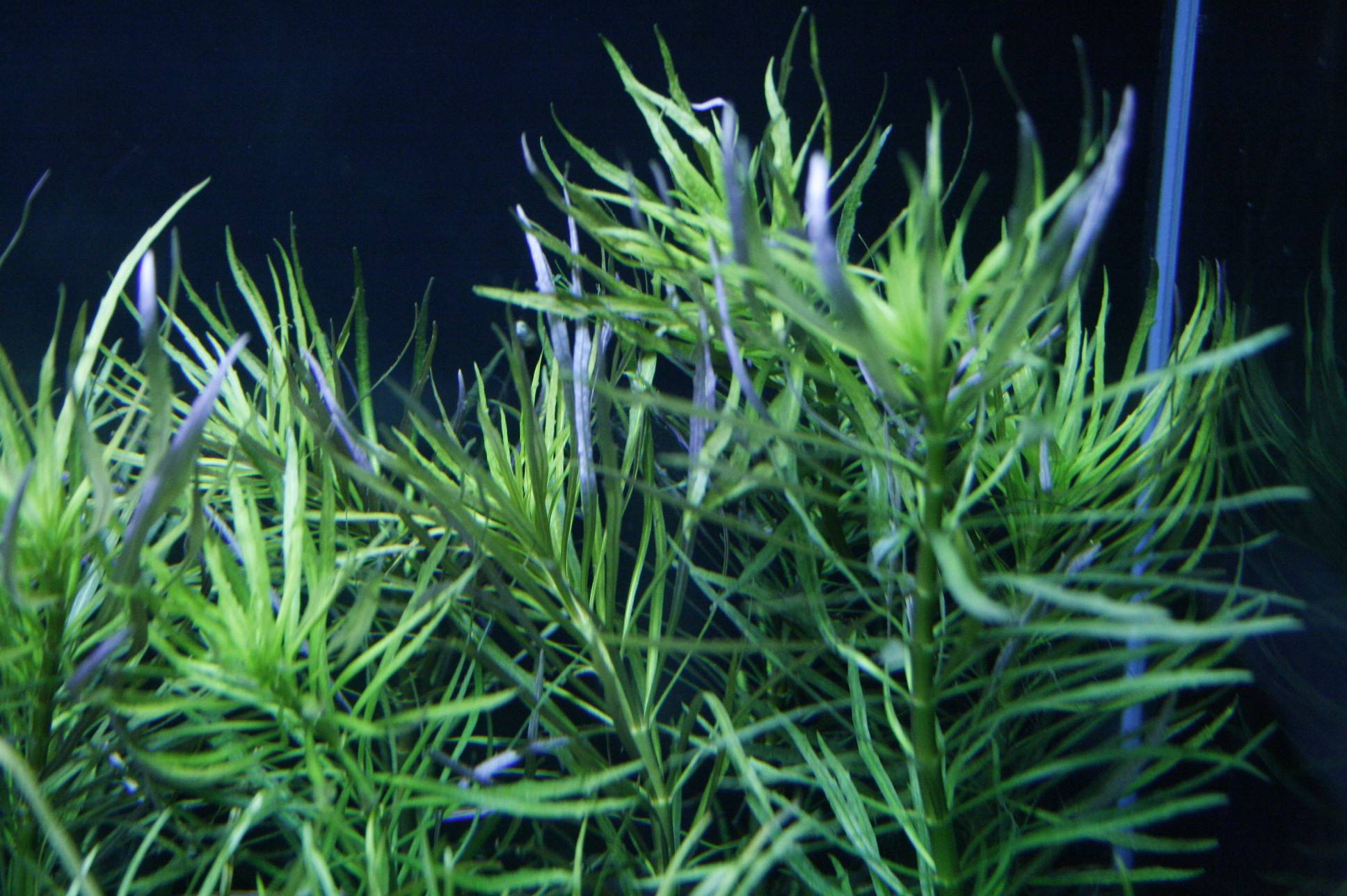 エウステラリス・ダッセン エウステラリス・ダッセン