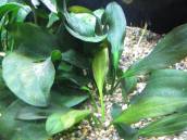 エキノドルス・アパート エキノドルス・アパート