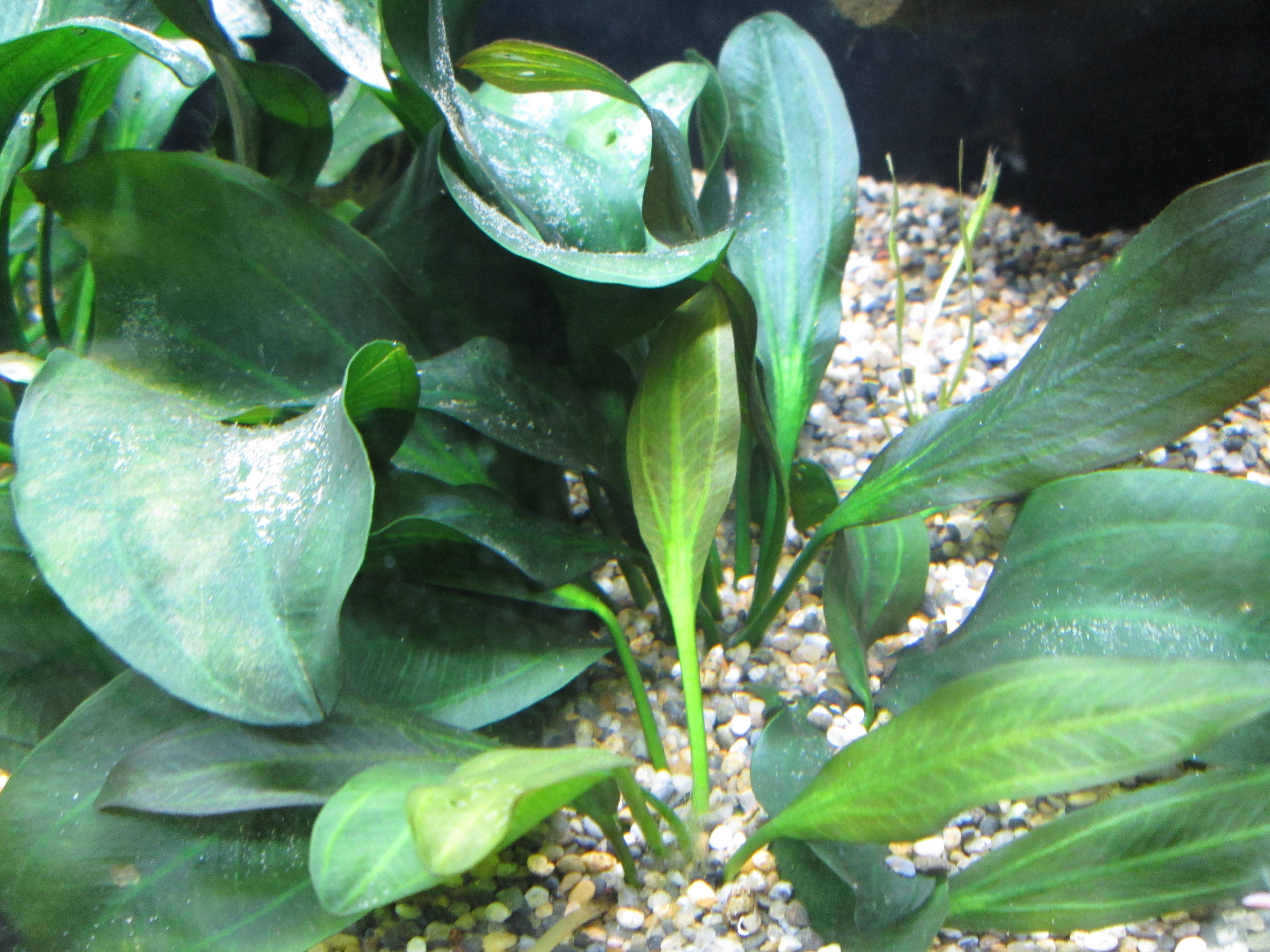 エキノドルス・アパート エキノドルス・アパート