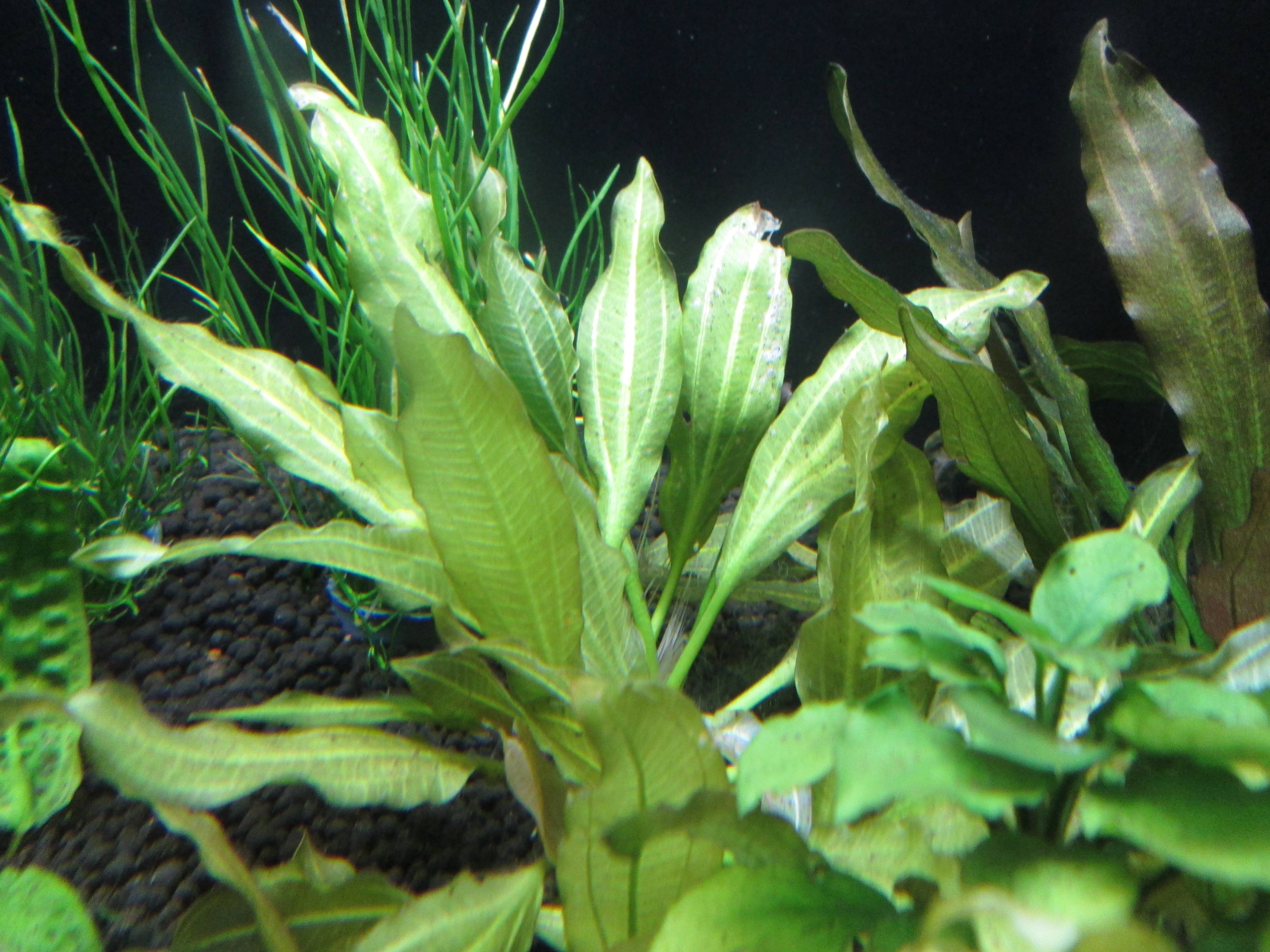 エキノドルス・オシリス・ゴールデン エキノドルス・オシリス・ゴールデン