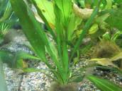 エキノドルス・オシリス エキノドルス・オシリス