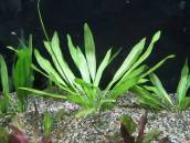 エキノドルス・グイヤネンシス エキノドルス・グイヤネンシス