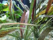 エキノドルス・ジャングルスターNO1 エキノドルス・ジャングルスターNO1