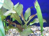 エキノドルス・ジョーヨーレッドスター エキノドルス・ジョーヨーレッドスター