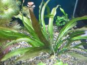 エキノドルス・タンツェンデ・フォイヤーフェーダー エキノドルス・タンツェンデ・フォイヤーフェーダー