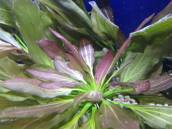 エキノドルス・バーシー エキノドルス・バーシー