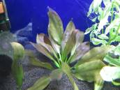 エキノドルス・レッドオクトーバー エキノドルス・レッドオクトーバー