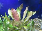 エキノドルス・レッドスペシャル エキノドルス・レッドスペシャル