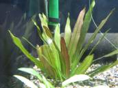 エキノドルス・レッドダイヤモンド エキノドルス・レッドダイヤモンド