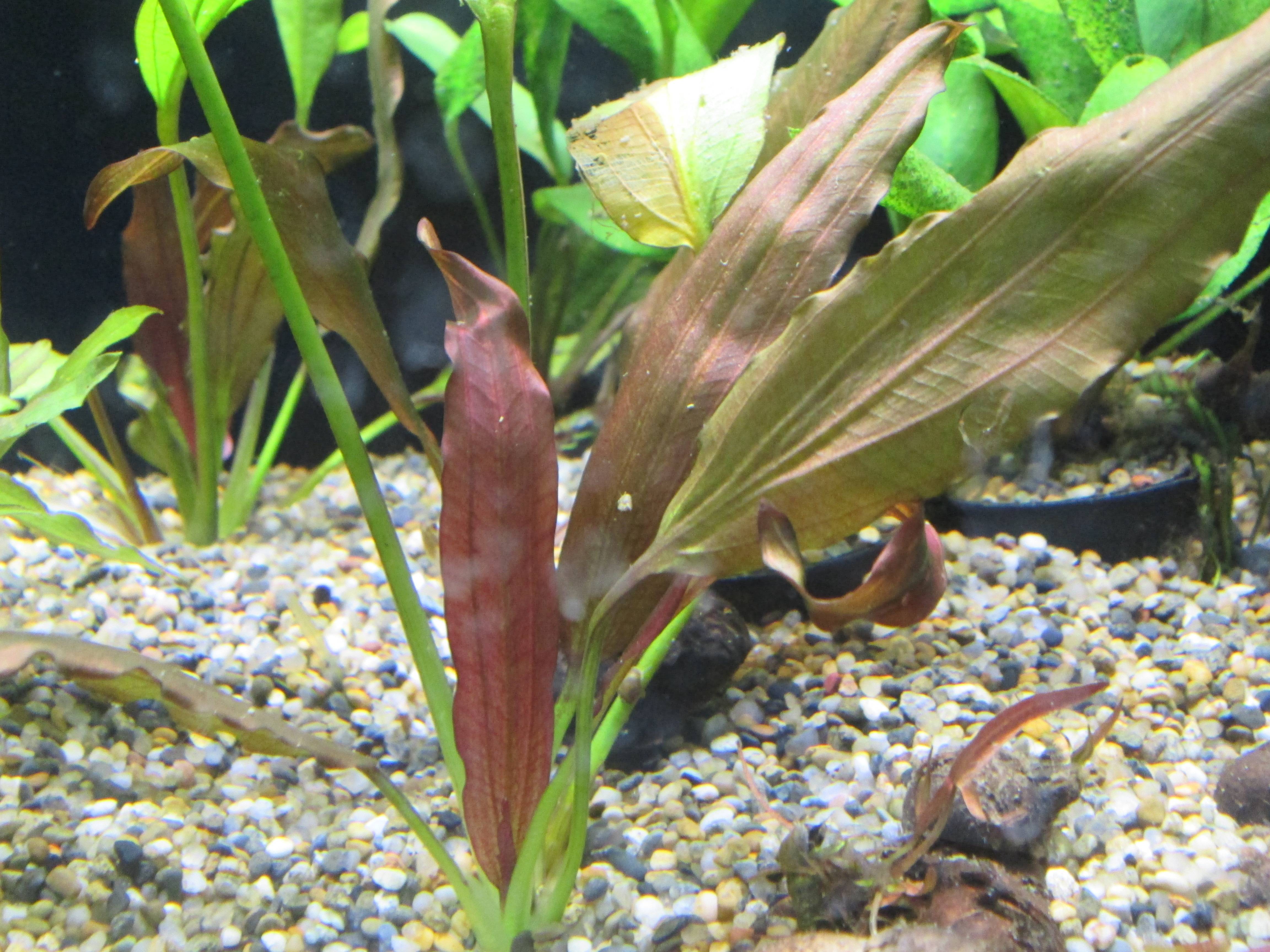 エキノドルス・レッドデビル エキノドルス・レッドデビル