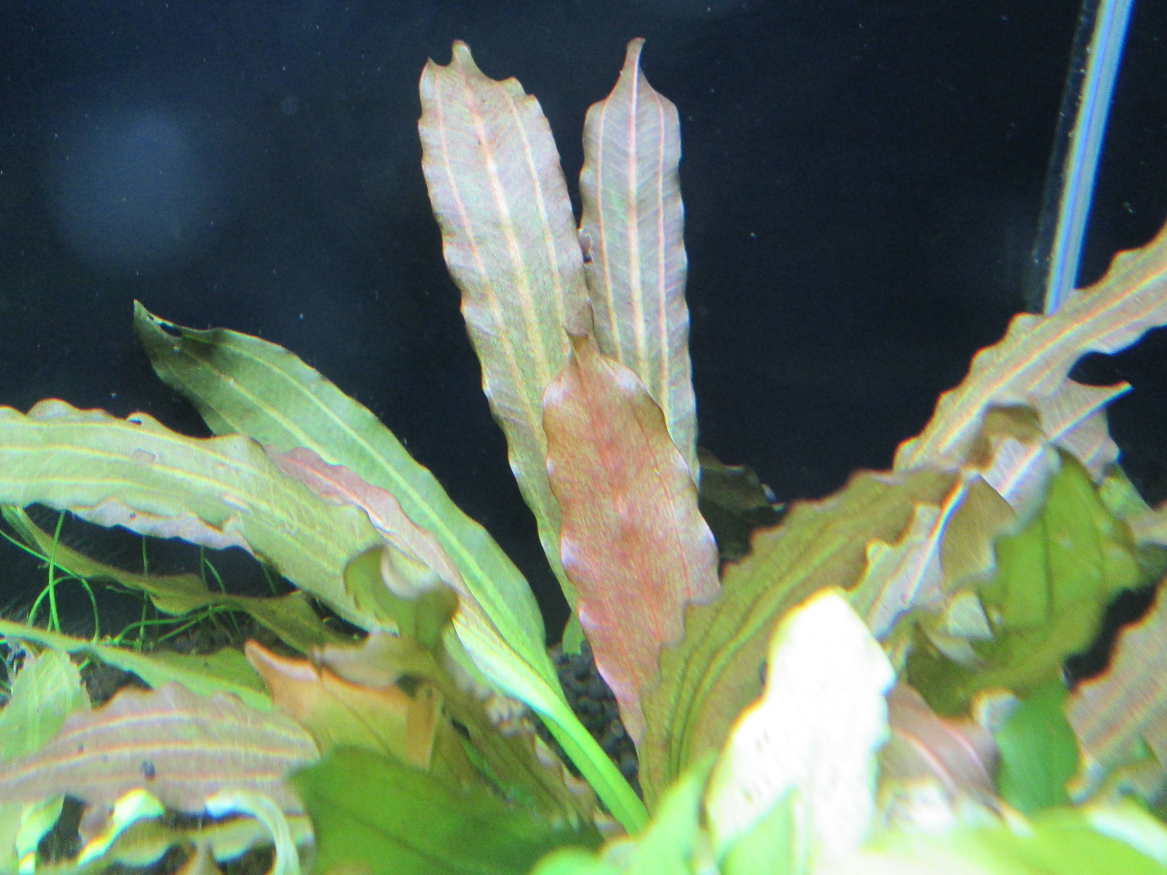 エキノドルス・ローズ エキノドルス・ローズ