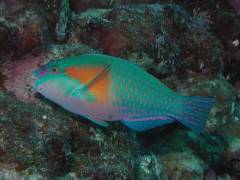 オオモンハゲブダイ.jpg オオモンハゲブダイ.jpg