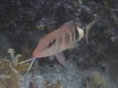 オジサン.jpg オジサン.jpg