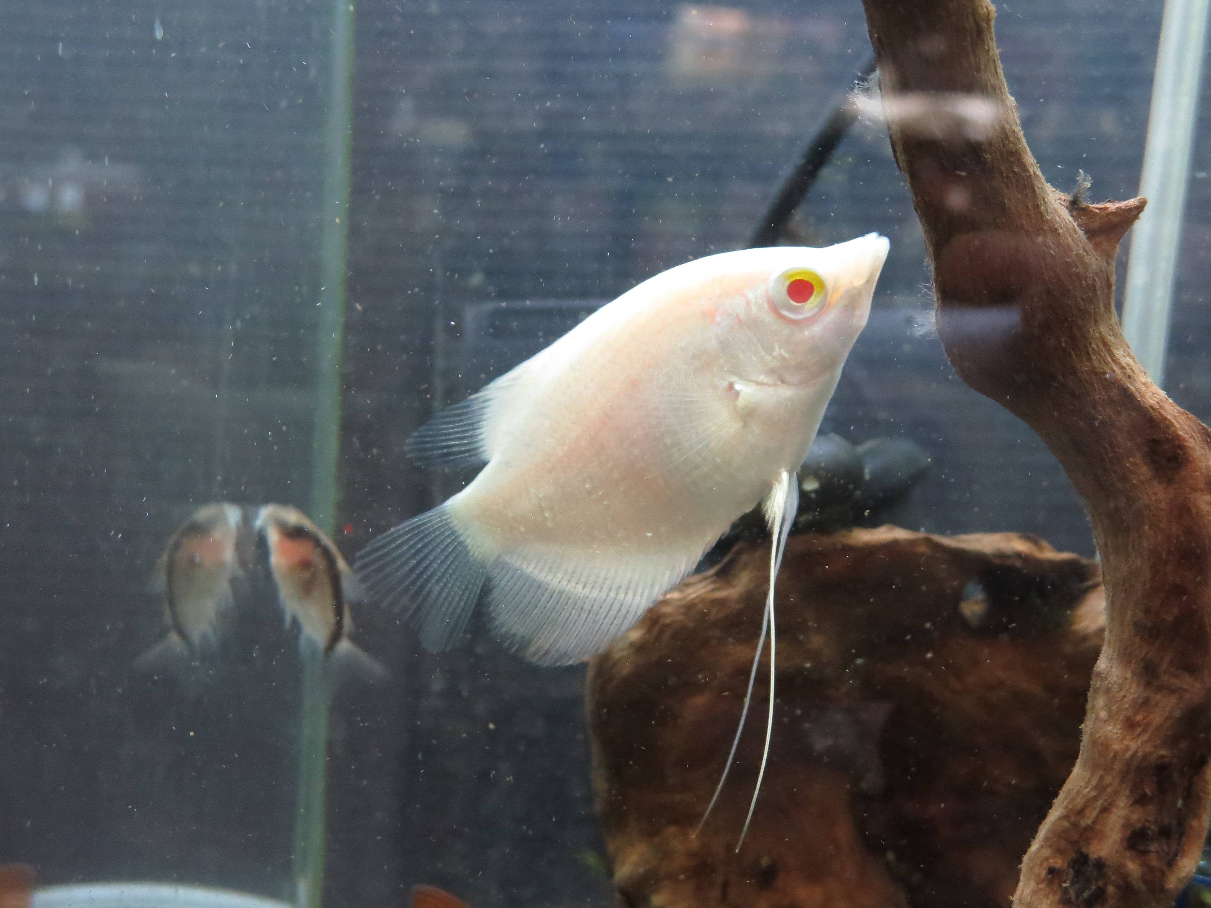 オスフロネームス・グラミー オスフロネームス・グラミー