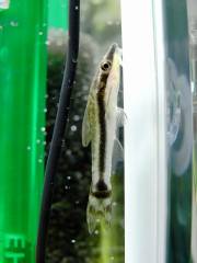 オトシンクルス.jpg オトシンクルス.jpg