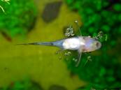 otocinclus_1.jpg otocinclus_1.jpg