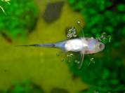 otocinclus_1.jpg otocinclus_1.jpg