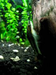 otocinclus_3.jpg otocinclus_3.jpg