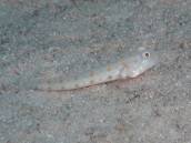 オトメハゼ.jpg オトメハゼ.jpg