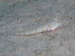 オトメハゼ.jpg オトメハゼ.jpg