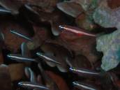 オヨギイソハゼ.jpg オヨギイソハゼ.jpg