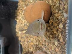 IMG_20200817_003657.jpg IMG_20200817_003657.jpg