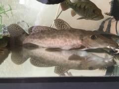 A520A393-6A65-40CB-B9E6-3B41AF028CEC.jpeg A520A393-6A65-40CB-B9E6-3B41AF028CEC.jpeg