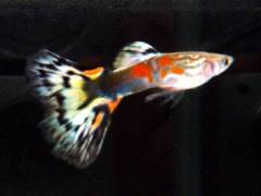 vibramute-img600x450-1249818432xqbucy91922.jpg vibramute-img600x450-1249818432xqbucy91922.jpg