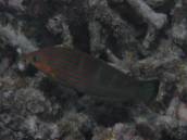 カザリキュウセン.jpg カザリキュウセン.jpg