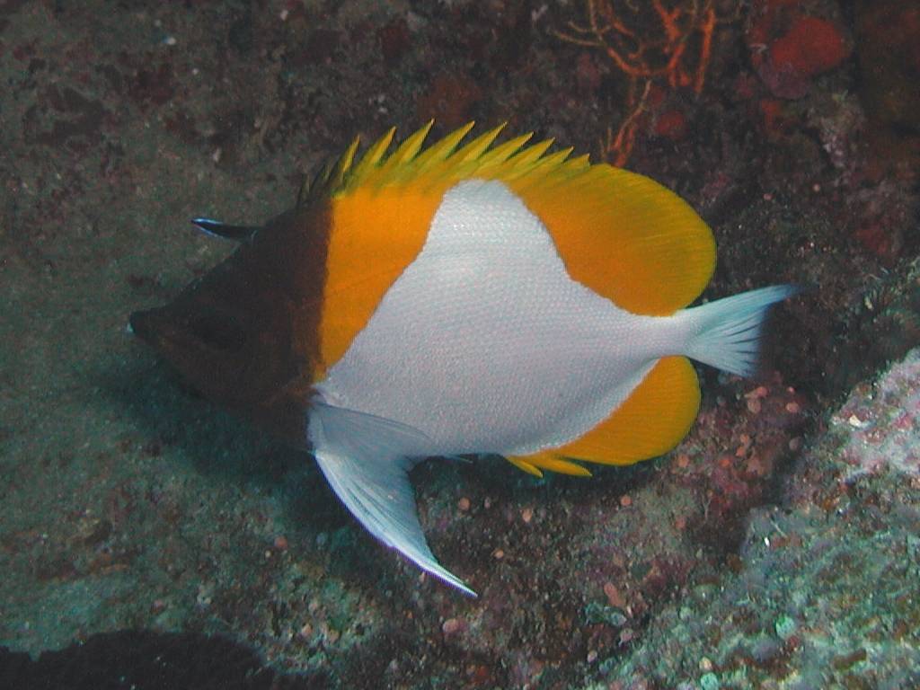 カスミチョウチョウウオ カスミチョウチョウウオ