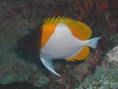 カスミチョウ.jpg カスミチョウ.jpg