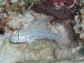 カタボシオモンハゼ.jpg カタボシオモンハゼ.jpg