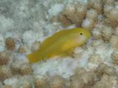 キイロサンゴハゼ.jpg キイロサンゴハゼ.jpg