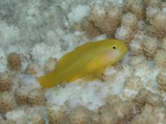 キイロサンゴハゼ.jpg キイロサンゴハゼ.jpg