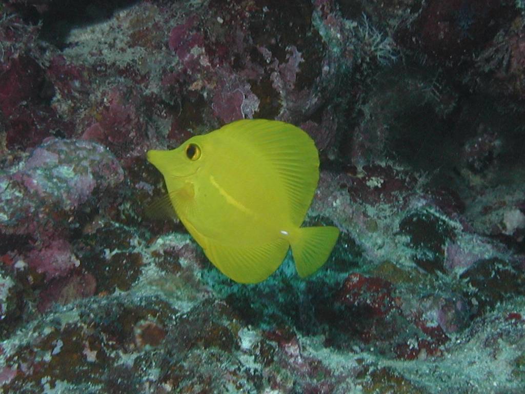 キイロハギ キイロハギ