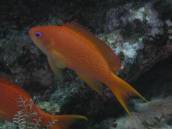 キンギョハナダイ.jpg キンギョハナダイ.jpg